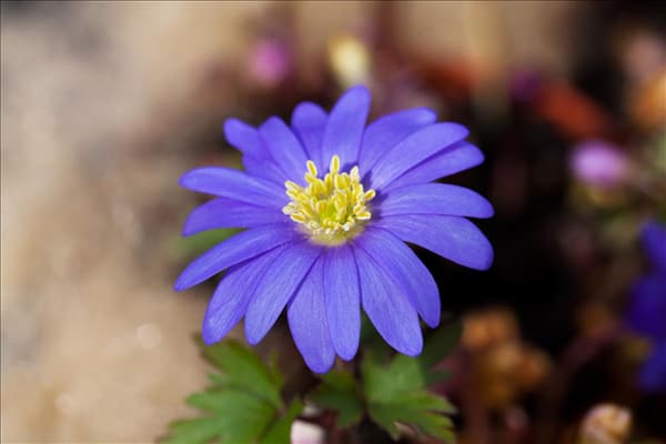 Anemone blanda