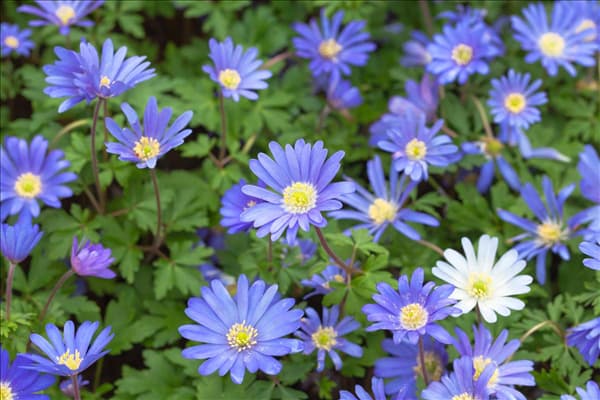 Anemone blanda 'Blue Shades'