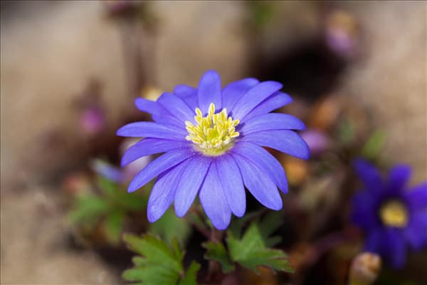 Anemone blanda