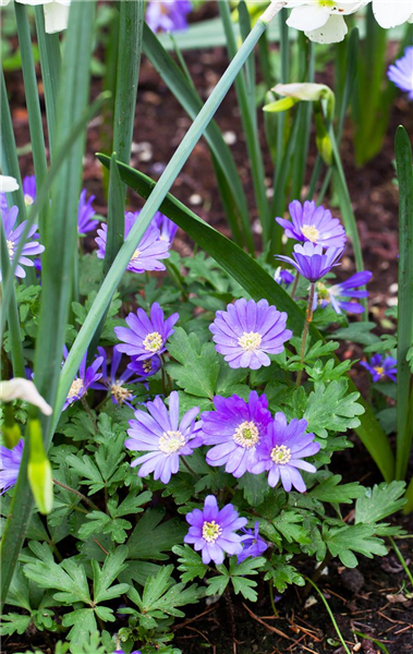 Anemone blanda