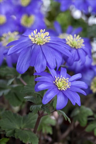 Anemone blanda, blau