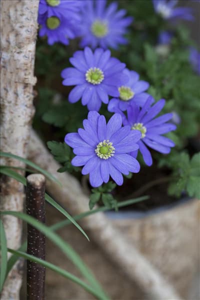 Anemone blanda