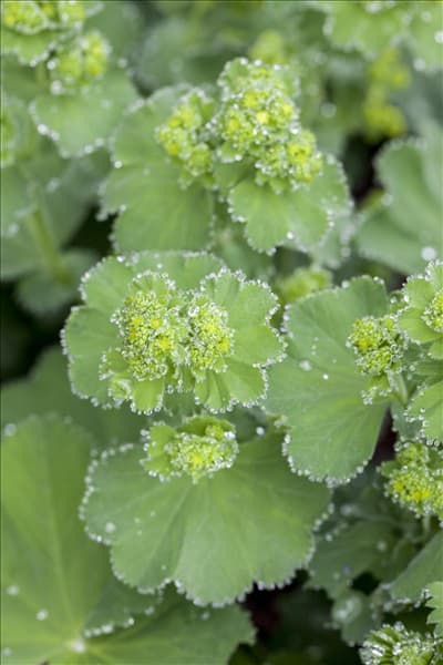 Alchemilla mollis