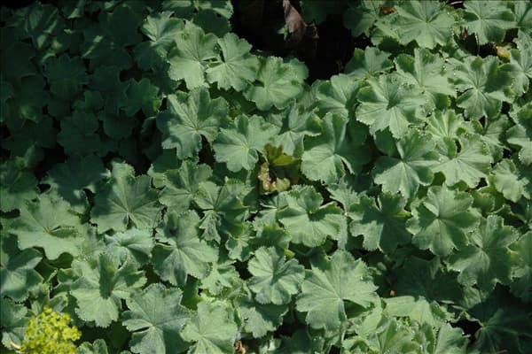 Alchemilla mollis