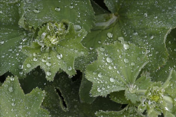 Alchemilla mollis