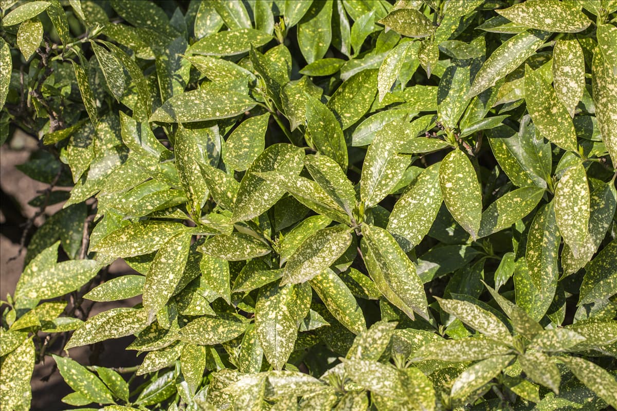 Aucuba japonica