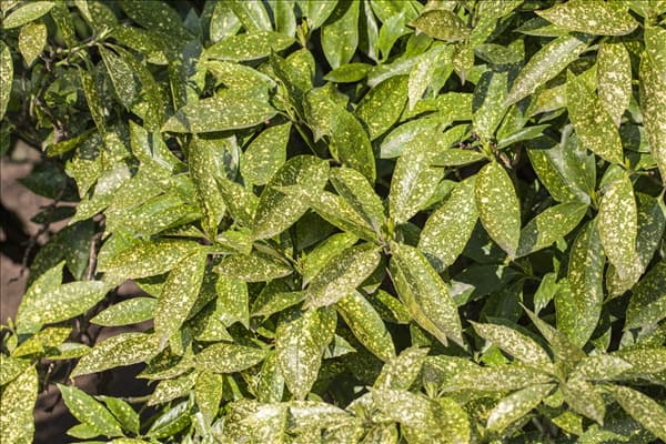 Aucuba japonica