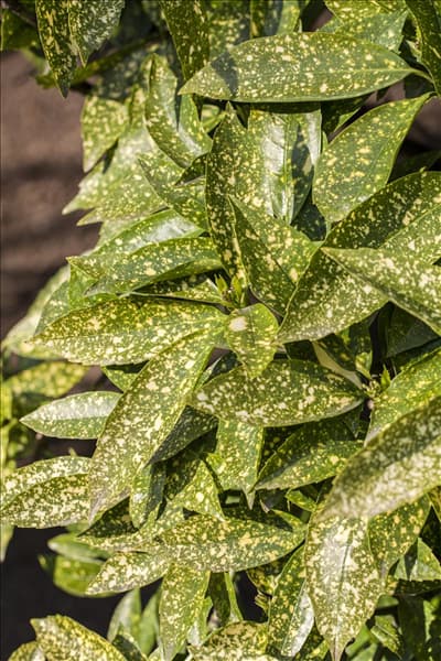 Aucuba japonica