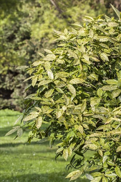 Aucuba japonica