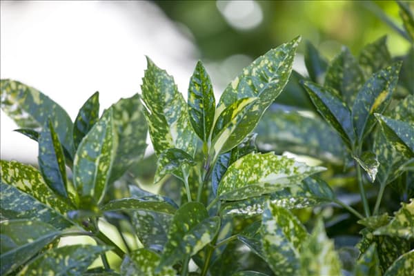 Aucuba japonica 'Crotonifolia'