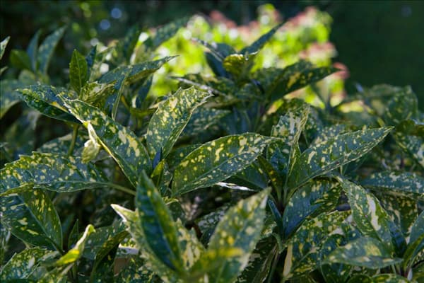 Aucuba japonica 'Crotonifolia'