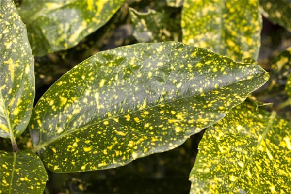 Aucuba japonica 'Variegata'