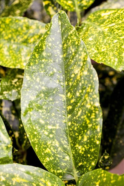 Aucuba japonica 'Variegata'