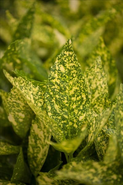 Aucuba japonica 'Variegata'