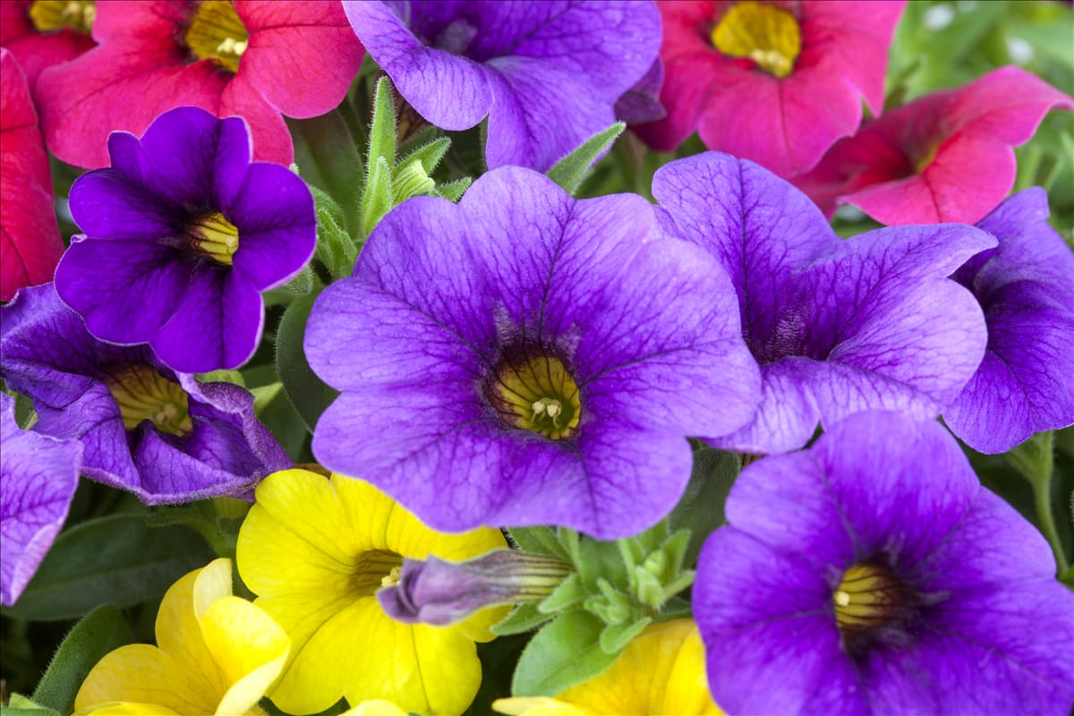 Calibrachoa