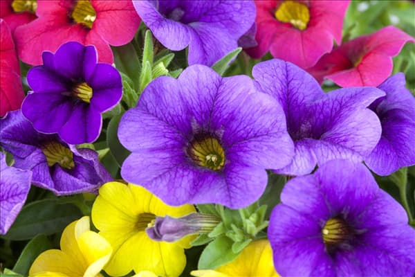 Calibrachoa 'Celebration® Karneval'