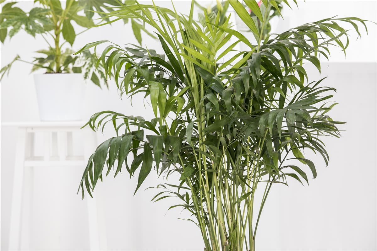 Chamaedorea elegans