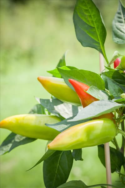 Capsicum annuum 'Snack-Paprika'