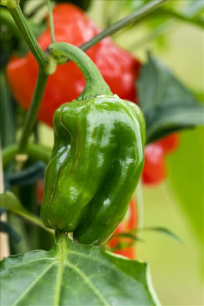 Capsicum annuum 'Snack-Paprika'