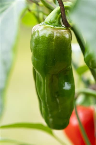 Capsicum annuum 'Snack-Paprika'