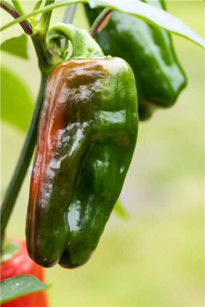 Capsicum annuum 'Snack-Paprika'