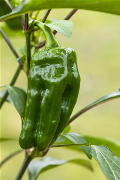 Capsicum annuum 'Snack-Paprika'