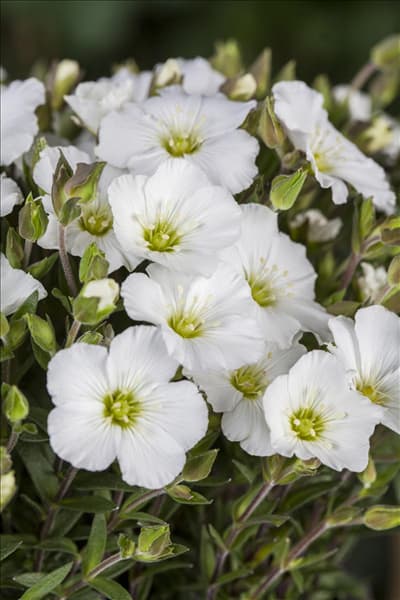 Arenaria montana
