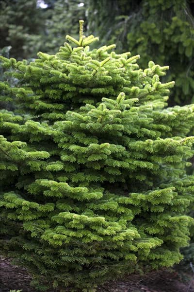 Abies nordmanniana 'Golden Spreader'