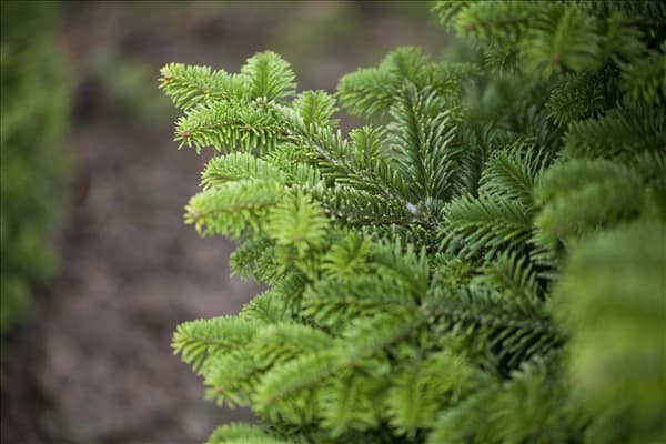 Abies nordmanniana 'Golden Spreader'