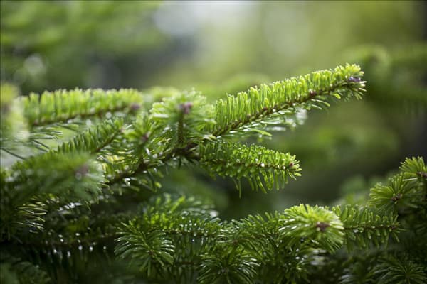 Abies nordmanniana 'Golden Spreader'