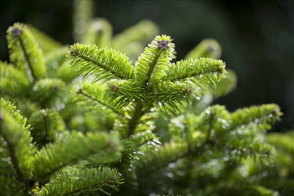 Abies nordmanniana 'Golden Spreader'