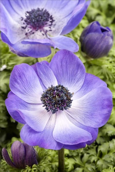 Anemone coronaria