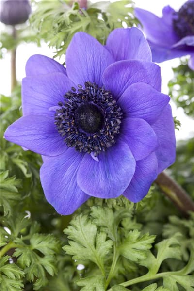 Anemone coronaria