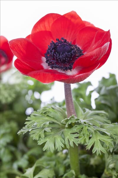 Anemone coronaria