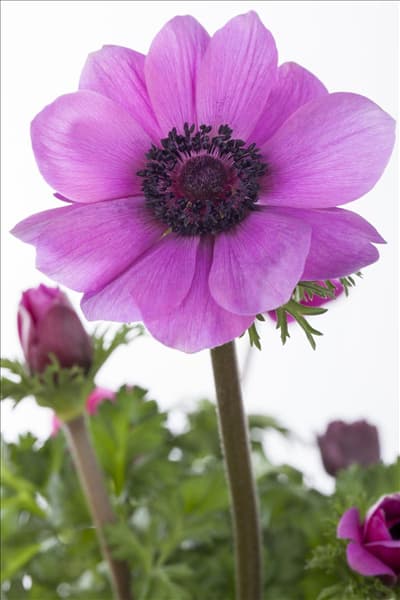 Anemone coronaria
