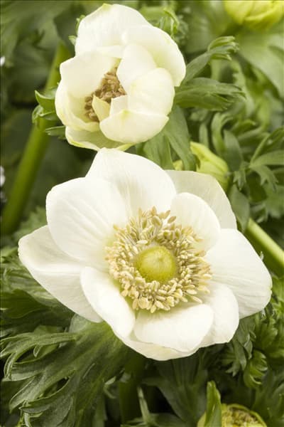 Anemone coronaria