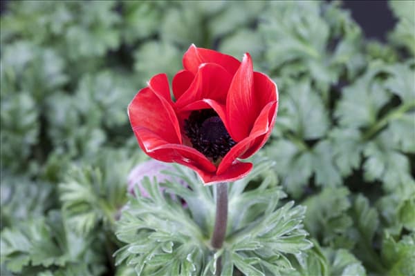 Anemone coronaria