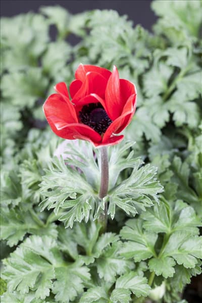 Anemone coronaria