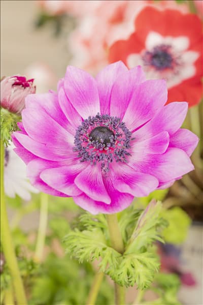 Anemone coronaria