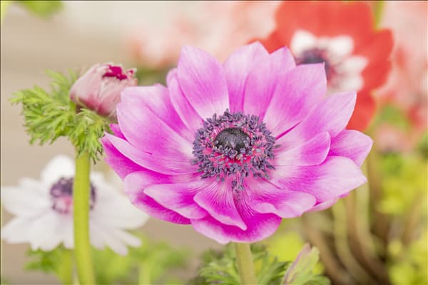 Anemone coronaria