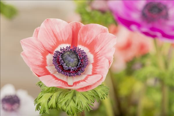 Anemone coronaria