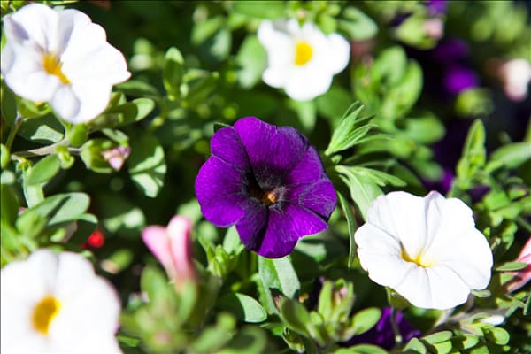 Calibrachoa 'Confetti'