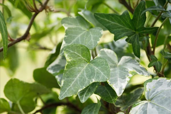 Hedera helix
