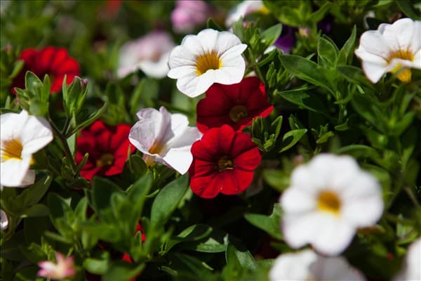 Calibrachoa 'Confetti'