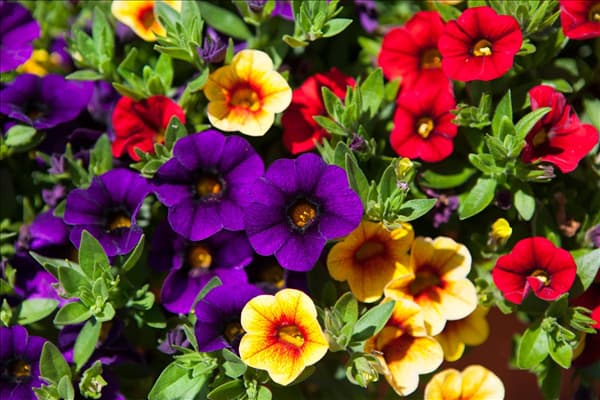 Calibrachoa 'Confetti'