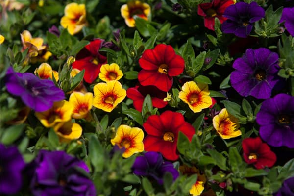 Calibrachoa 'Confetti'