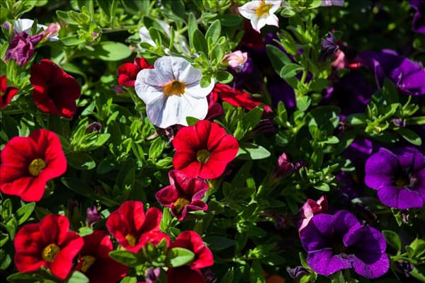 Calibrachoa