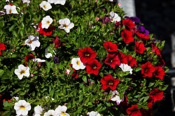 Calibrachoa 'Confetti'