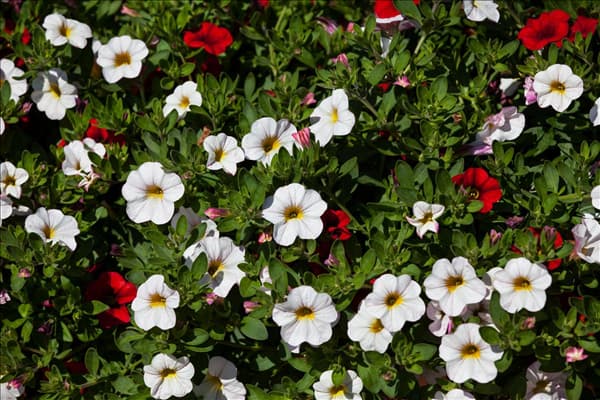 Calibrachoa 'Confetti'