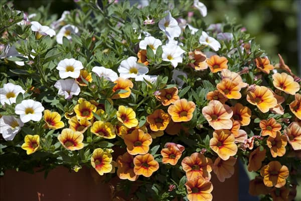 Calibrachoa 'Confetti'